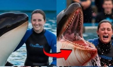 Viral Video , Pelatih Lumba-Lumba Tewas Diserang Paus Orca, Ternyata Hoaks Berbasis AI