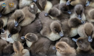 Bea Cukai dan Karantina Tindak dan Musnahkan Ratusan Unggas Impor Ilegal di Aceh