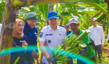 Panen Pisang Barangan Jumbo Merah, Dedie Rachim Ajak Warga Manfaatkan Lahan