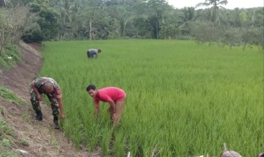 Babinsa Koramil 2212/Tegalbuleud Laksanakan Pendampingan Ketahanan Pangan di Desa Rambay