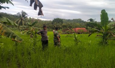 Babinsa Koramil 2212/Tegalbuleud Laksanakan Pendampingan Ketahanan Pangan