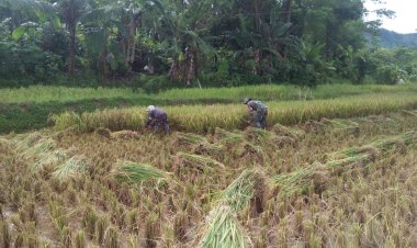 Babinsa Koramil 2212/Tegalbuleud Dampingi Poktan dalam Program Hanpangan