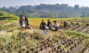 Babinsa Koramil 2206/Parakansalak Dampingi Poktani dalam Program Ketahanan Pangan