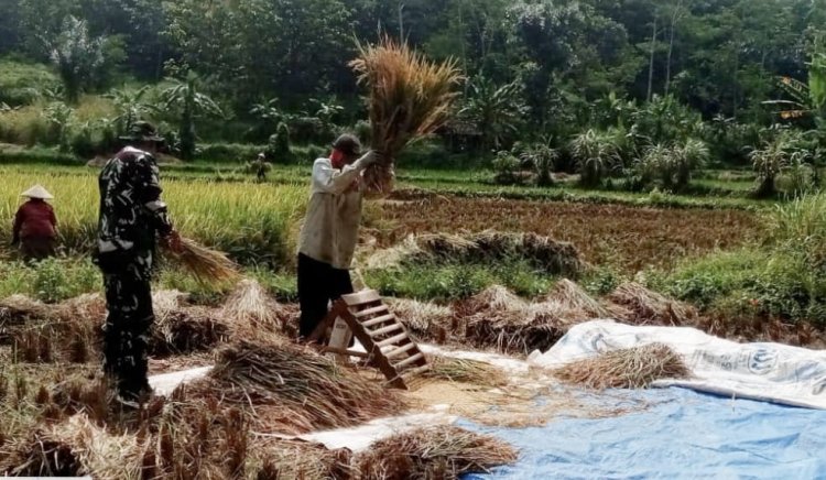 Babinsa Koramil 2212/Tegalbuleud Dampingi Kelompok Tani dalam Program Ketahanan Pangan