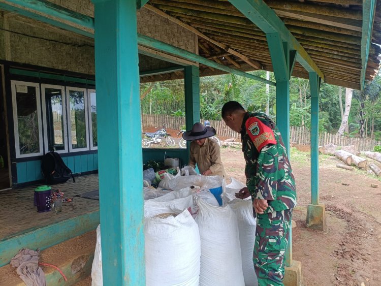 BABINSA KORAMIL 2215/CIEMAS LAKSANAKAN PENGECEKAN DAN SERAP GABAH DI DESA SIDAMULYA