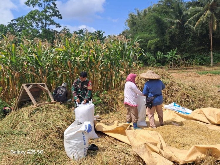 Babinsa Koramil 2207/Jampangtengah Dampingi Kegiatan Panen Padi di Desa Sindangresmi
