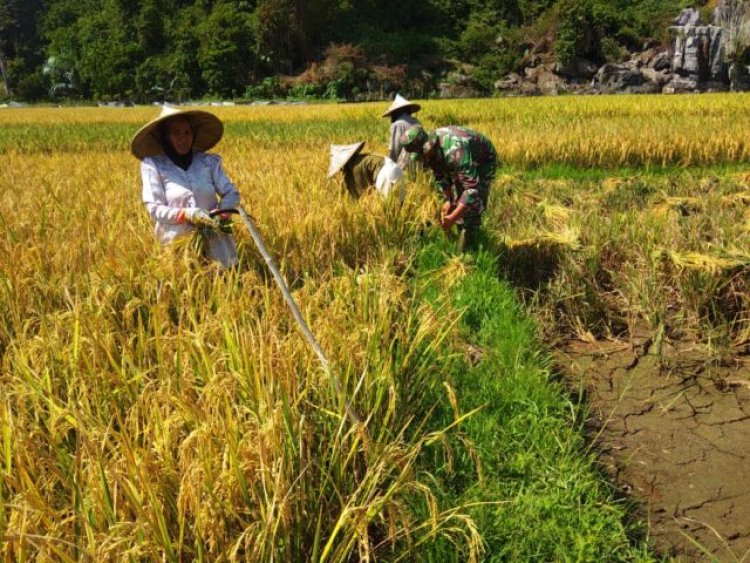 Babinsa Koramil 2212/Tegalbuleud Dampingi Kegiatan Ketahanan Pangan di Desa Sirnamekar