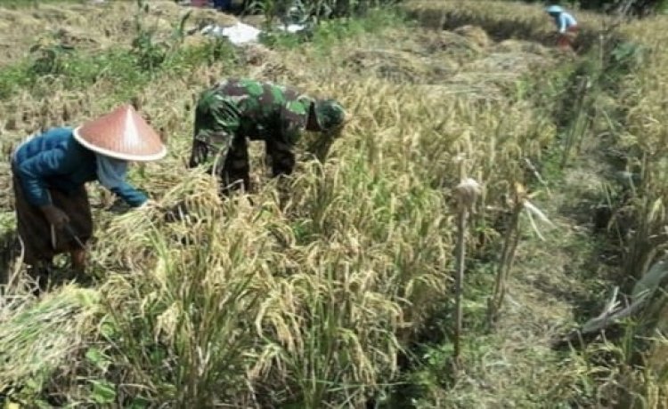 BABINSA KORAMIL 2212/TEGALBULEUD LAKSANAKAN PENDAMPINGAN HANPANGAN DI DESA NANGELA