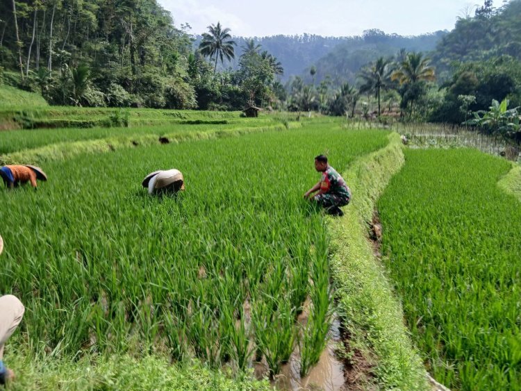 Babinsa Koramil 2205/Kalapanunggal Dampingi Kelompok Tani dalam Kegiatan Ketahanan Pangan