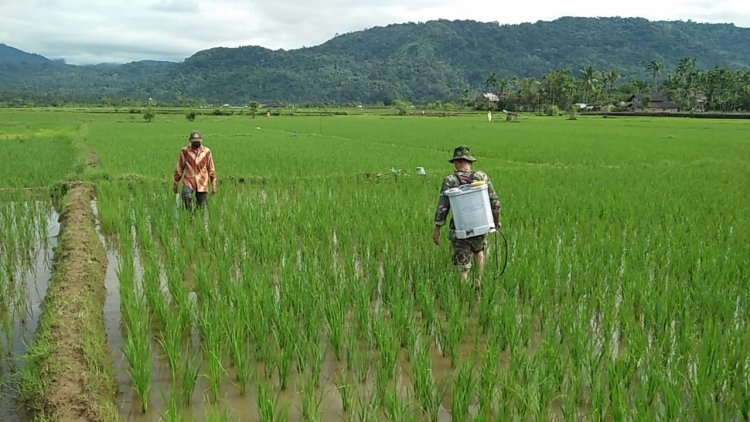 Babinsa Koramil 2212/Tegalbuleud Dampingi Kelompok Tani di Desa Bangbayang