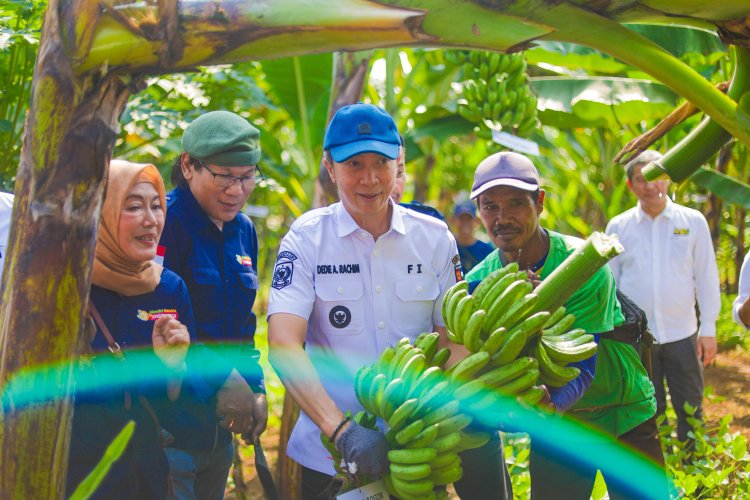 Panen Pisang Barangan Jumbo Merah, Dedie Rachim Ajak Warga Manfaatkan Lahan