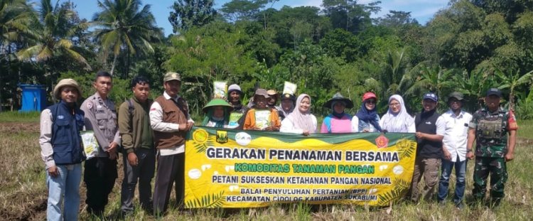 Babinsa Koramil 2211/Sagaranten Dukung Ketahanan Pangan Lewat Gerakan Tanam Jagung