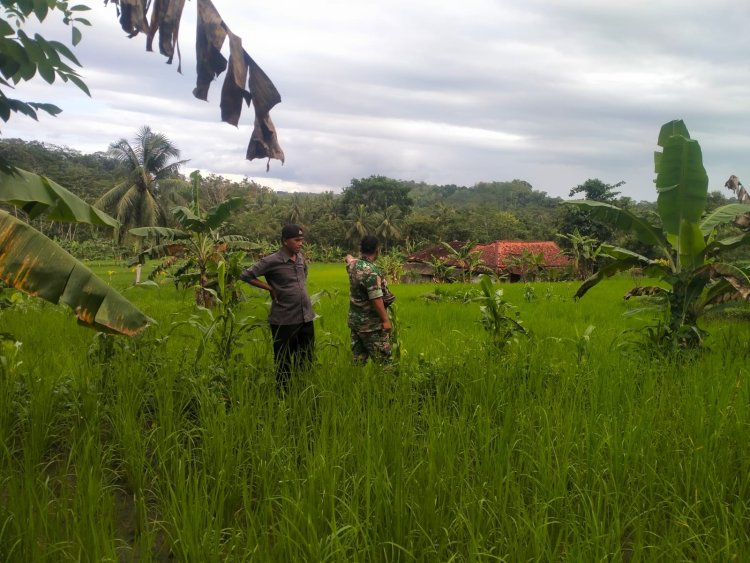 Babinsa Koramil 2212/Tegalbuleud Laksanakan Pendampingan Ketahanan Pangan