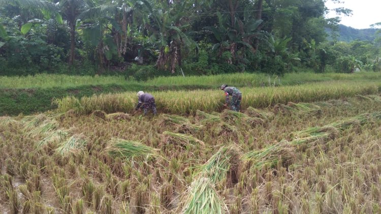 Babinsa Koramil 2212/Tegalbuleud Dampingi Poktan dalam Program Hanpangan