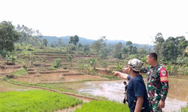 Babinsa Koramil 2201/Cisolok Desa Cicadas Dampingi Petani Tingkatkan Produktivitas Pertanian