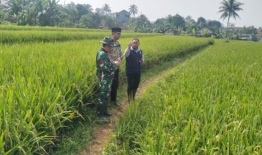 Babinsa Koramil 2206/Parakansalak Dampingi Ketahanan Pangan Bersama PPL dan Poktani