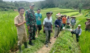 Babinsa Koramil 2209/Lengkong Dampingi Kegiatan Hanpangan di Desa Tegallega