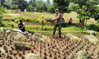 Babinsa Koramil 2206/Parakan Salak Laksanakan Pendampingan Kelompok Tani Di Wilayah Binaan