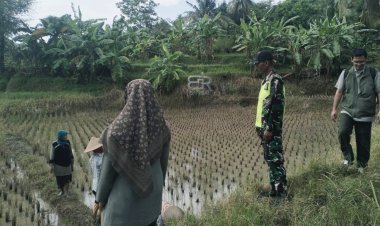 Babimsa Koramil 2212/Tegalbuleud Dampingi Petugas PPL Tinjau Kelompok Tani