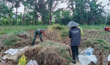 Babinsa Koramil 2210/Pabuaran Dampingi Kegiatan Hanpangan di Desa Lembursawah