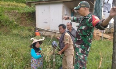 Dukung Ketahanan Wilayah, Babinsa Koramil 2209/Lengkong Dampingi Hanpangan di Desa Tegallega