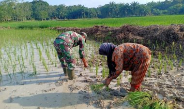Babinsa Koramil 2212/Tegalbuleud Dampingi PPL dalam Kegiatan Hanpangan di Desa Buniasih