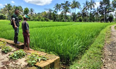 Babinsa Koramil 2213/Jampangkulon Dampingi Poktan dalam Program Hanpangan