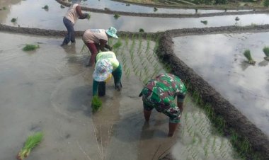 Babinsa Koramil 2212/Tegal Buleud Dampingi Poktan dalam Kegiatan Hanpangan