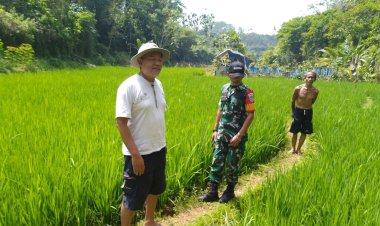 Babinsa Koramil 2205/Kalapanunggal Dampingi Poktan Nurul Amal dalam Kegiatan Hanpangan