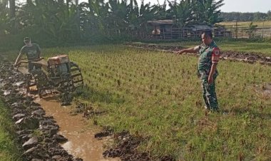Babinsa Koramil 2212/Tegalbuleud Dampingi Poktan dalam Kegiatan Hanpangan