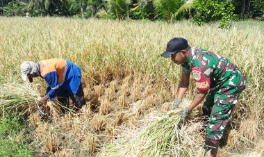 Babinsa Koramil 2212/Tegalbuleud Dampingi Kegiatan Hanpangan di Desa Sirnamekar