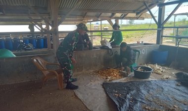 Babinsa Koramil 2215/Ciemas Laksanakan Pendampingan Pembuatan Pakan Ternak