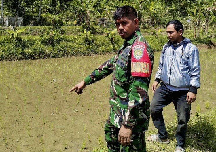 Babinsa Koramil 2212/Tegal Buleud Laksanakan Pendampingan Ketahanan Pangan di Desa Sirna Mekar