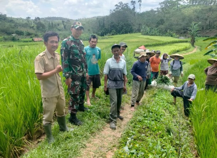 Babinsa Koramil 2209/Lengkong Dampingi Kegiatan Hanpangan di Desa Tegallega