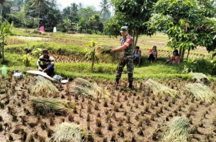 Babinsa Koramil 2206/Parakan Salak Laksanakan Pendampingan Kelompok Tani Di Wilayah Binaan