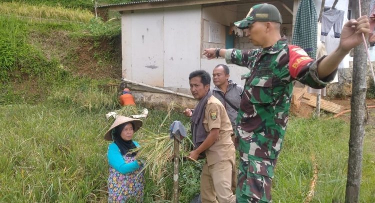 Dukung Ketahanan Wilayah, Babinsa Koramil 2209/Lengkong Dampingi Hanpangan di Desa Tegallega