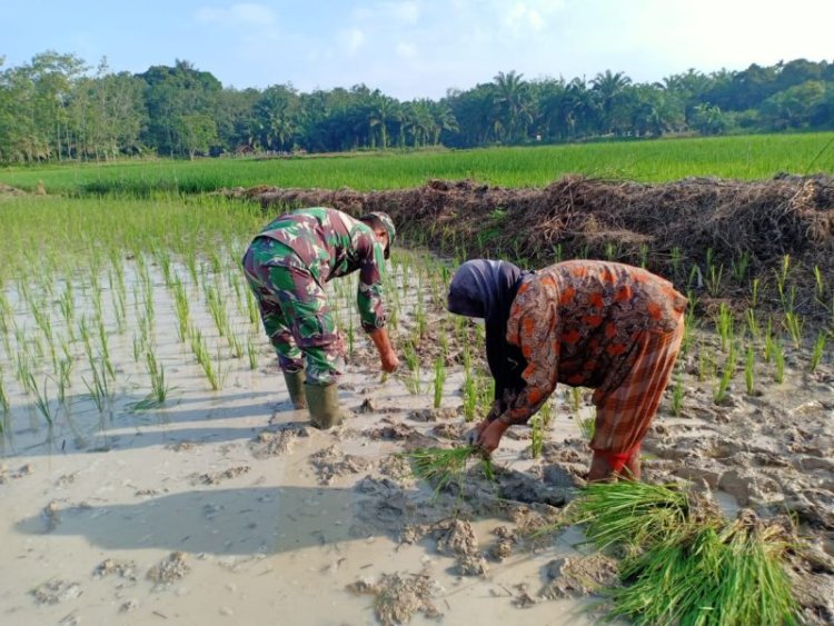 Babinsa Koramil 2212/Tegalbuleud Dampingi PPL dalam Kegiatan Hanpangan di Desa Buniasih