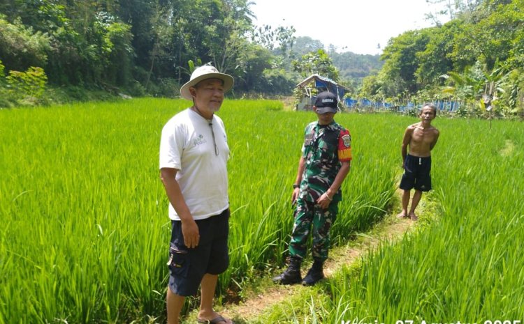 Babinsa Koramil 2205/Kalapanunggal Dampingi Poktan Nurul Amal dalam Kegiatan Hanpangan