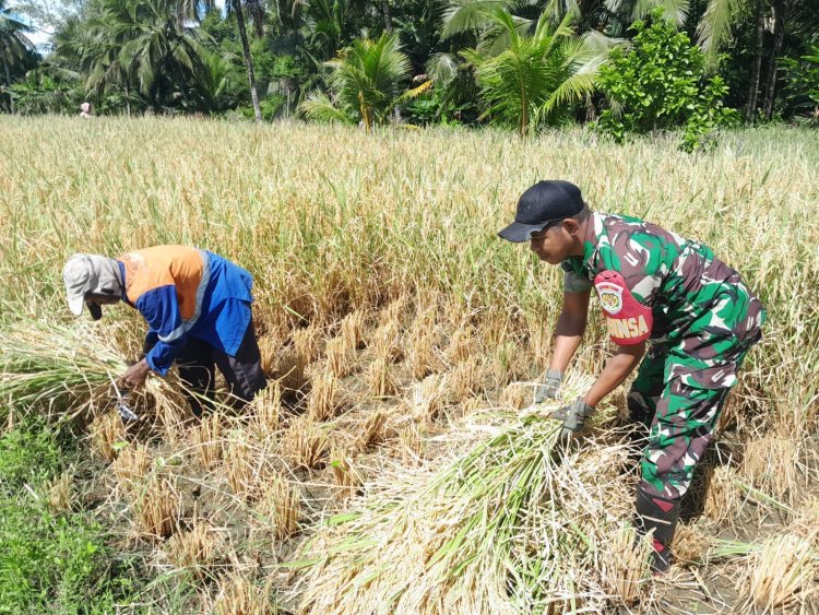 Babinsa Koramil 2212/Tegalbuleud Dampingi Kegiatan Hanpangan di Desa Sirnamekar