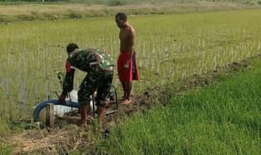 Babinsa Koramil 2212/Tegalbuleud Dampingi Poktan dalam Program Hanpangan