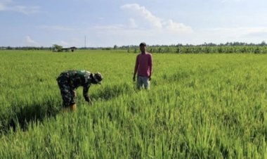 Babinsa Koramil 2212/Tegalbuleud laksanakan Pendampingan Ketahanan Pangan﻿