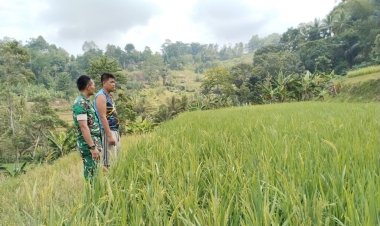Babinsa Koramil 2214/Surade Dampingi Petani di Desa Caringin Nunggal