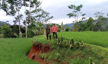 Babinsa Koramil 2201/Cisolok Laksanakan Pendampingan Poktan Talaga Warna
