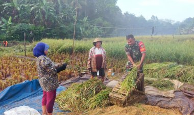 Dorong Peningkatan Produktivitas Pertanian Babinsa Koramil 2211/Sagaranten Dampingi Poktan