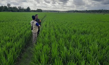 Babinsa Koramil 2212/Tegalbuleud Dampingi Petani Dalam Program Ketahanan Pangan