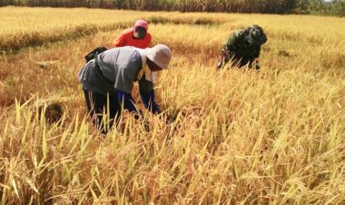 Babinsa Koramil 2212/Tegalbuleud Laksanakan Pendampingan Hanpangan kepada Poktan