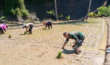 Babinsa Koramil 2211/Sagaranten Dampingi Poktan Karyatani dalam Program Ketahanan Pangan