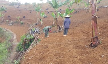Babinsa Koramil 2209/Lengkong Dampingi Ketahanan Pangan di Desa Cilangkap
