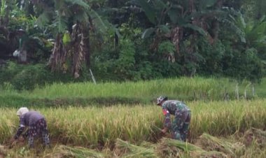 Babinsa Koramil 2212/Tegalbuleud Dampingi Kelompok Tani Dalam Program Ketahanan Pangan