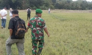 Babinsa Koramil 2212/Tegalbuleud Dampingi Kegiatan Hanpangan di Desa Calingcing